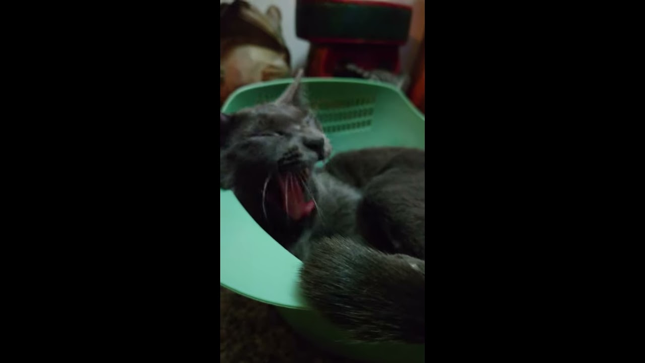 まるで怖い夢から目覚めたみたいな子猫 #Shorts