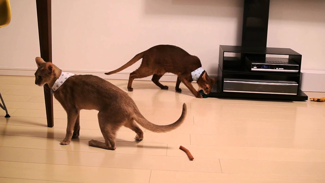 またたびキッカーでご機嫌な３兄弟