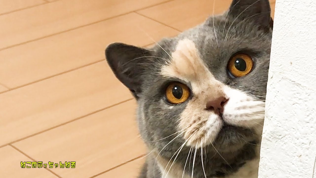 病院に行ってきました。 原因はまさかの！！　ブリティッシュショートヘアー【ねこのぶっちゃんねる】｜ねこのいる暮らし｜ねこ動画｜