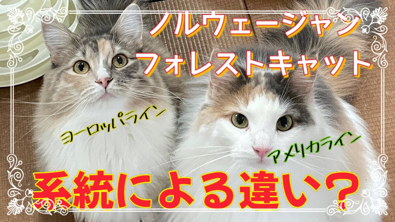 【ノルウェージャンフォレストキャット】アメリカラインとヨーロッパラインの違い