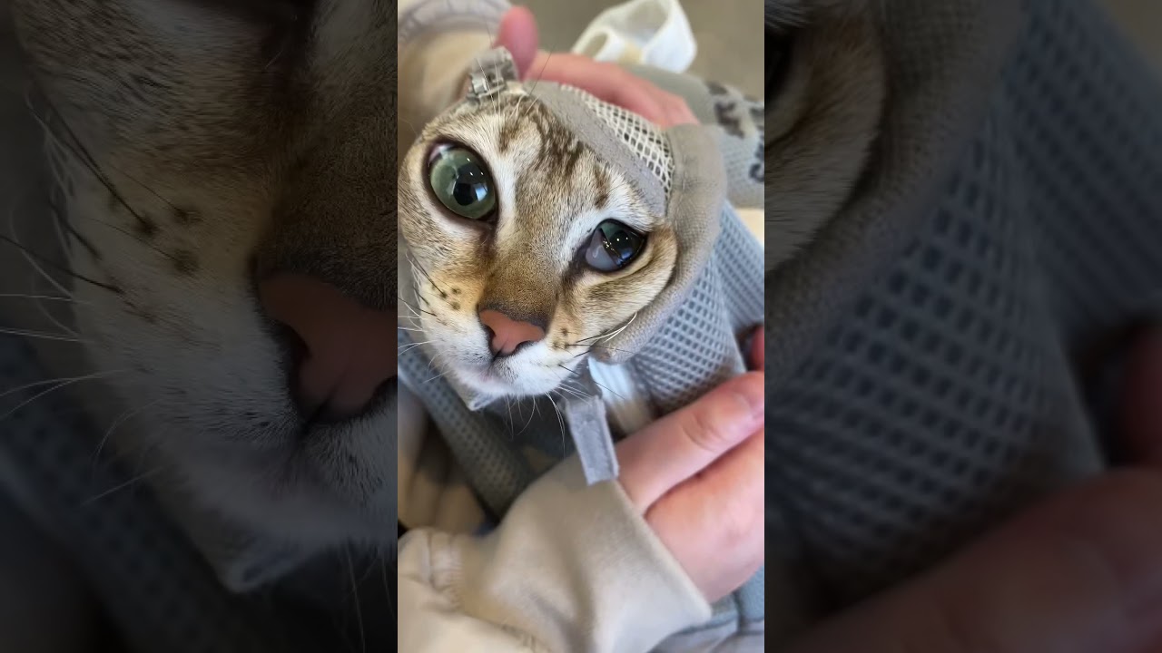 カバンから飛び出てくる可愛すぎる猫！[シンガプーラ]