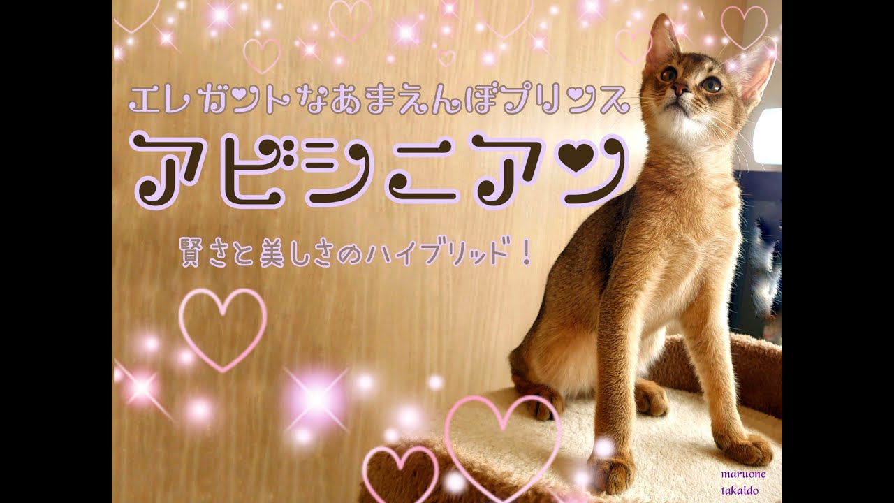 【アビシニアン】優しい子に育ってます！