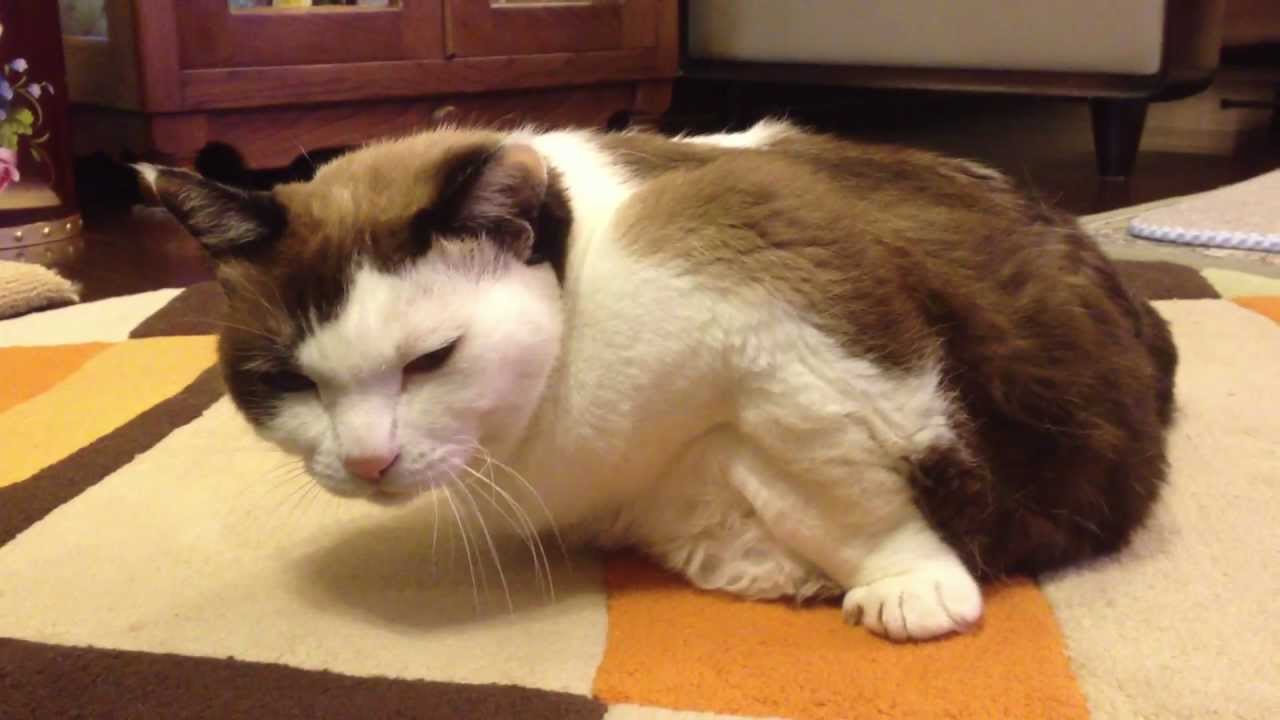 日本猫「ハナ」前足マッチョなのです。Hana the old cat so cute
