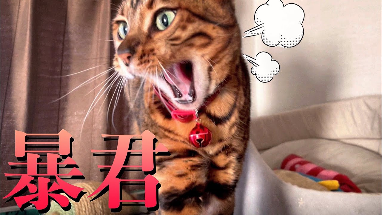 うちの女王ネコが実家のたぬき猫をベシベシ叩きまくります