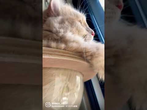 【アメリカンカール】これなに、これなに、猫〜〜！！！