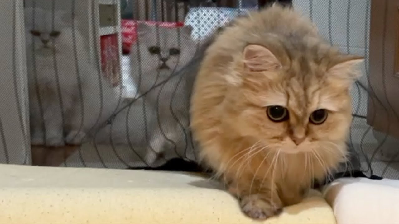 【ペルシャ猫】【ペットゲート】取付簡単！猫の脱走防止ドアをつけました