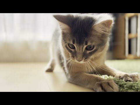アクティブすぎる！遊びに夢中なソマリの子猫♪