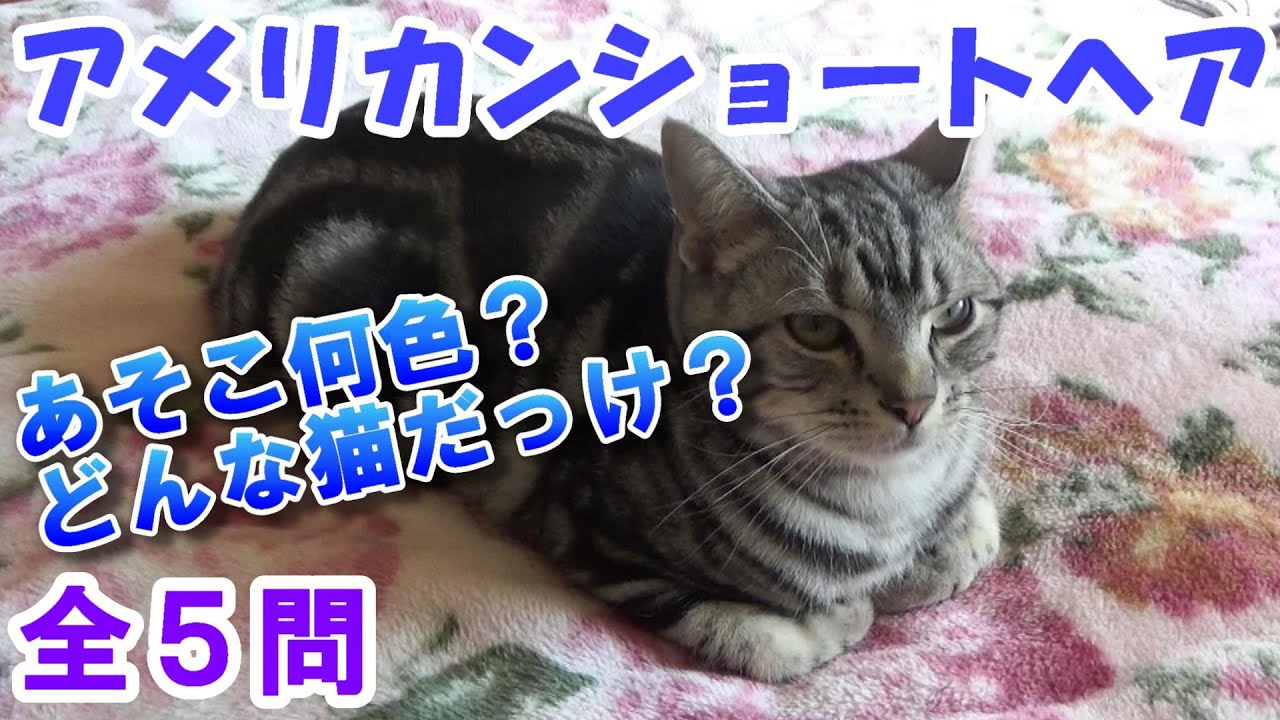 どんな猫？アメショーの細かい特徴　（アメリカンショートヘア）
