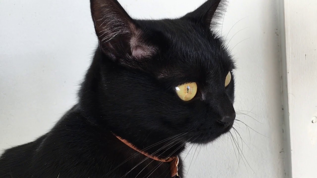 4匹の黒猫ボンベイファミリーのにぎやかな1日☆毎日がハッピー！Black bombay cat（黒のボンベイ猫）