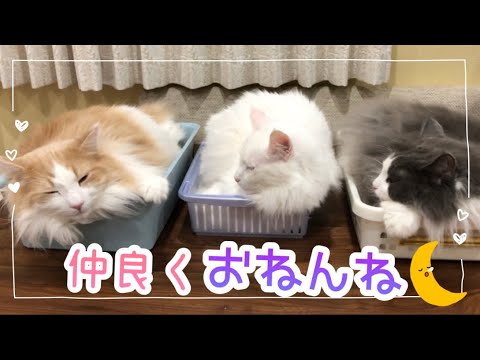 【仲良し♡】ターキッシュアンゴラとノルウェージャンの仲良しおねんね♡