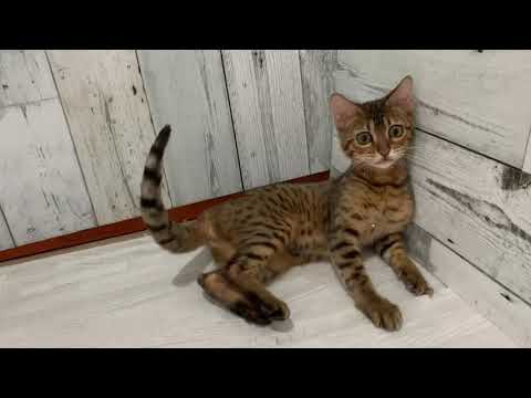 Coo&RIKU　No531226エジプシャンマウ