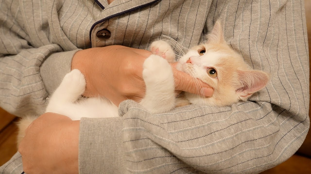 入院するおじいちゃんに全力で甘える子猫が可愛い