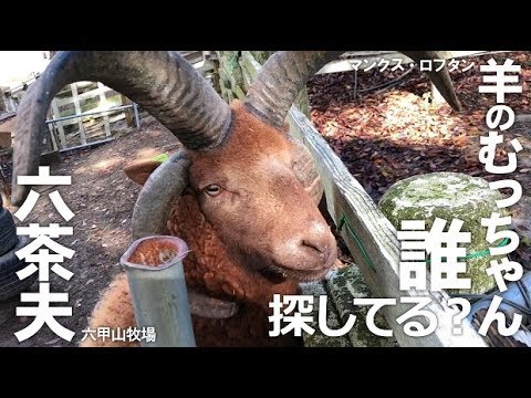 誰かを待つむっちゃん【六甲山牧場】大好きなスタッフを探してキョロキョロ