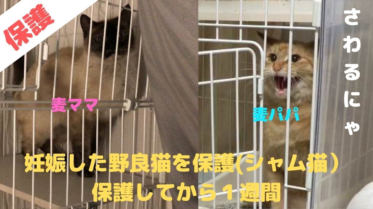 妊娠している野良猫（シャム猫）を保護 + 麦パパと麦がご対面