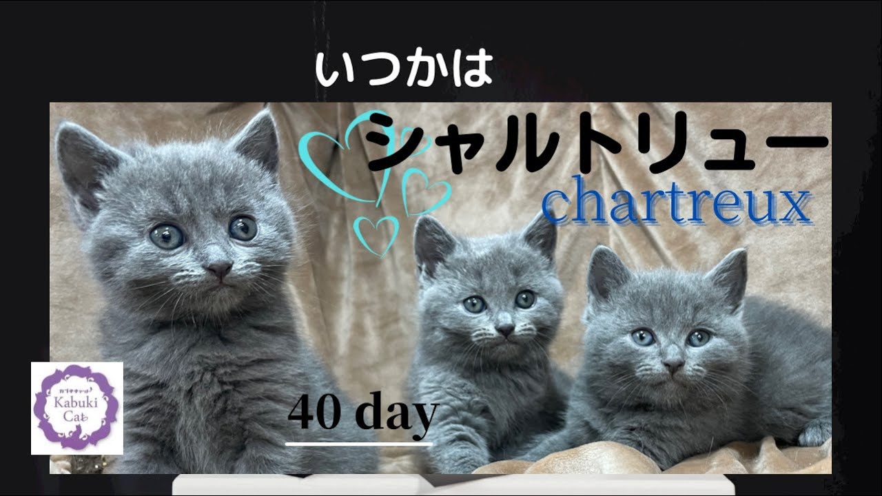 【子猫】40日目の【シャルトリュー】可愛い盛り！楽しみな3兄妹