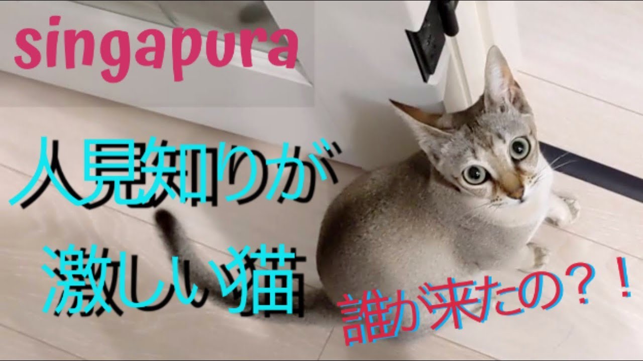 シンガプーラのプリン 人見知りが激しすぎる猫 A cat is very cautious