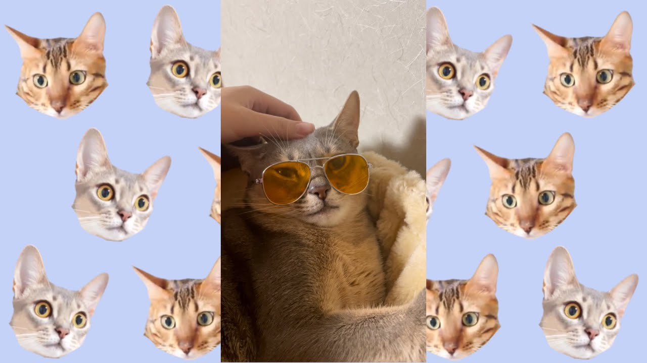 何で何でなんって聞こえる歌（ベンガル猫とアビシニアン）BEST FUNNY CATS&KITTENS #shorts