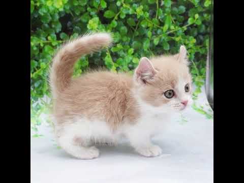 キンカロー（クリームホワイト）の男の子（8/26生まれ）