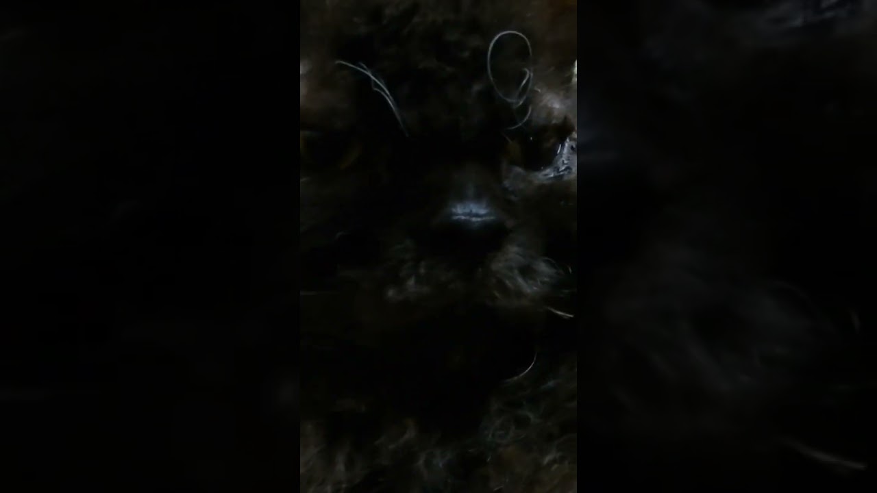 セルカークレックスのシュワン