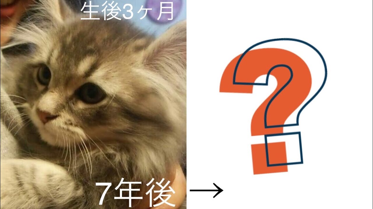 アメリカンカールの「かあくん」3ヶ月から7歳の成長記録