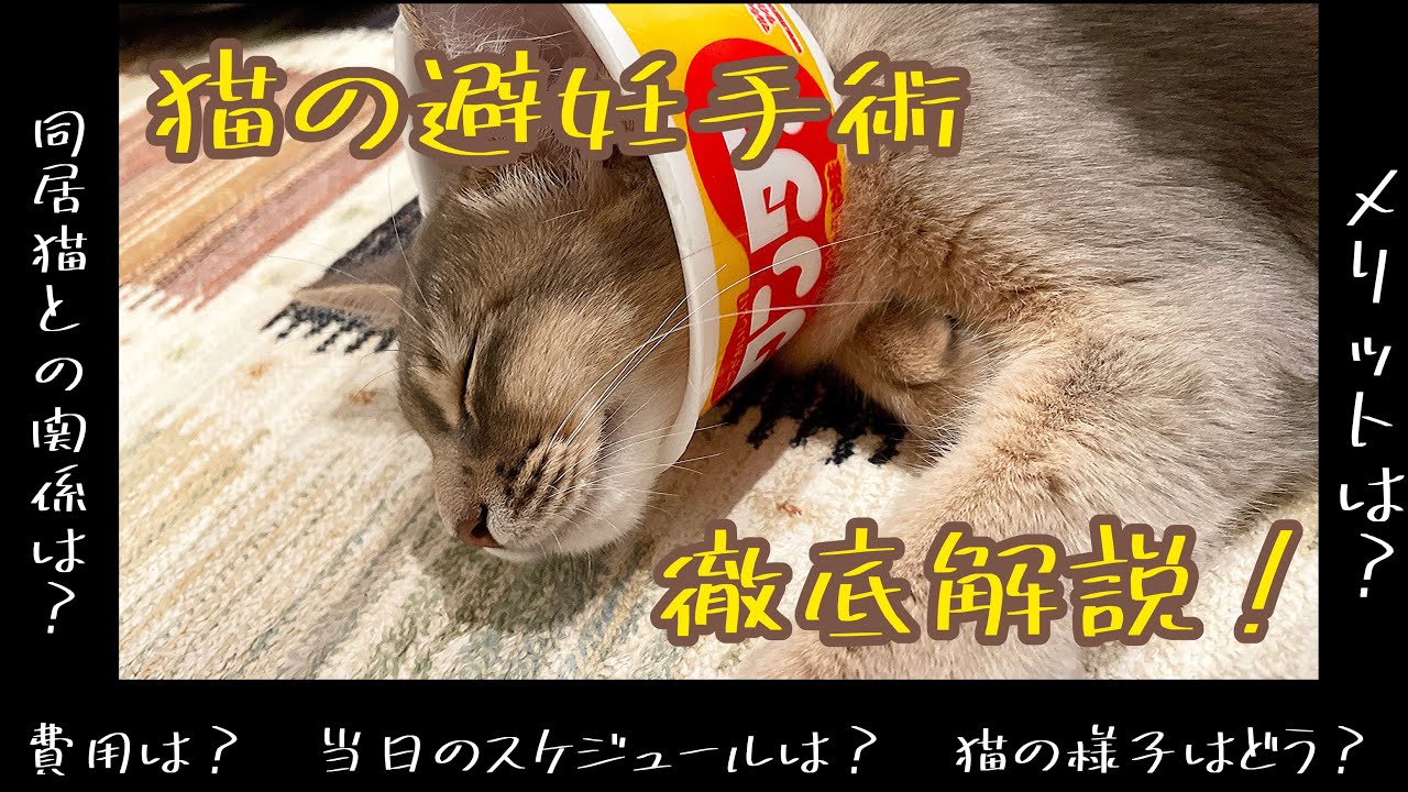 【ソマリ】避妊手術前後の様子をご紹介。〜かかった費用、当日のスケジュール、同居猫との関係もまとめて解説！