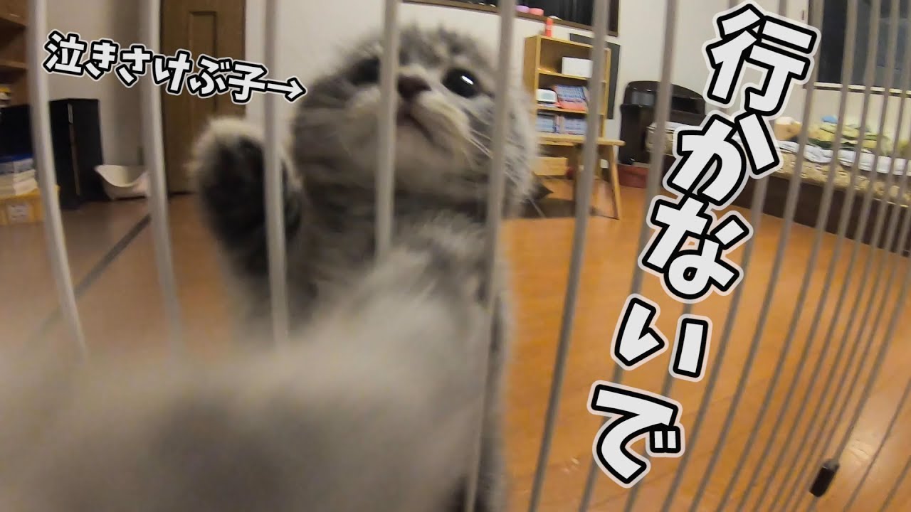 出かけないでと鳴く子猫がかわいすぎた… スコティッシュフォールドのつむ