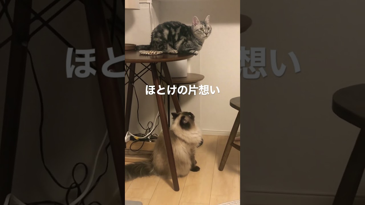 【ヒマラヤン】先住猫に片想い【オスとオス】