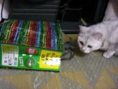 ターキッシュアンゴラ 猫が自動で袋に入る