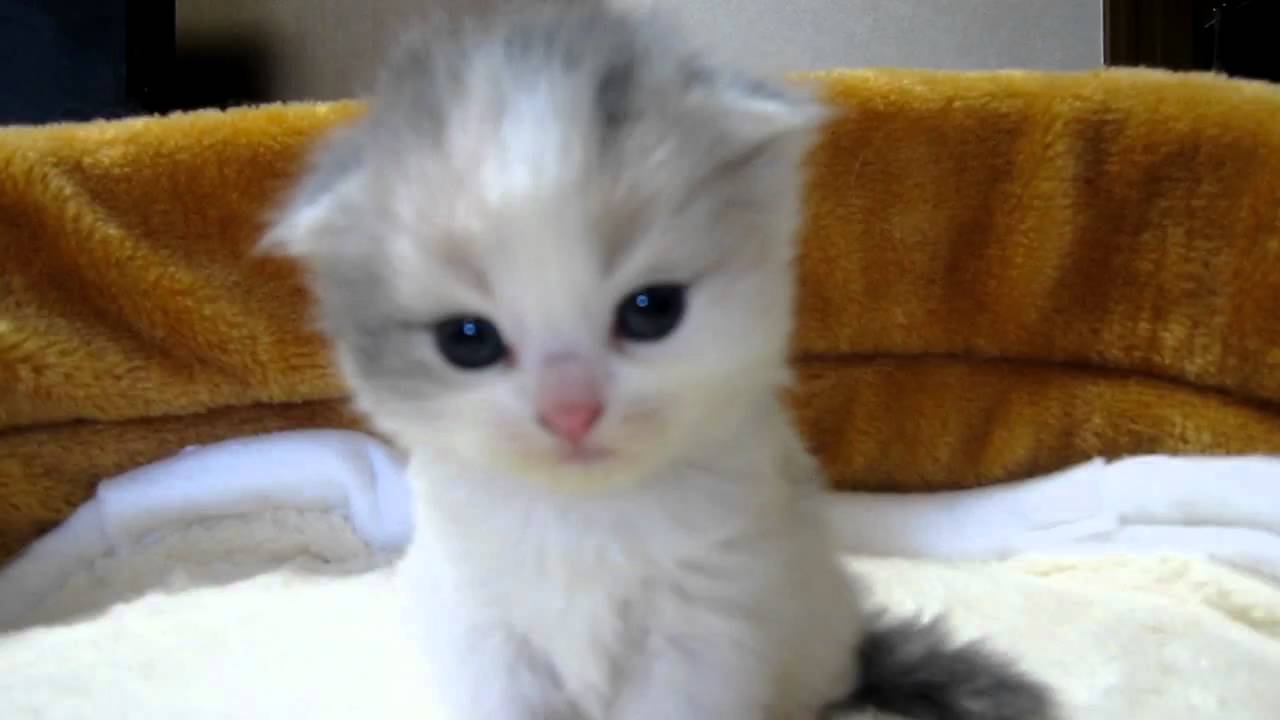 スコティッシュフォールドの赤ちゃん　１番ちゃん２０１１・４