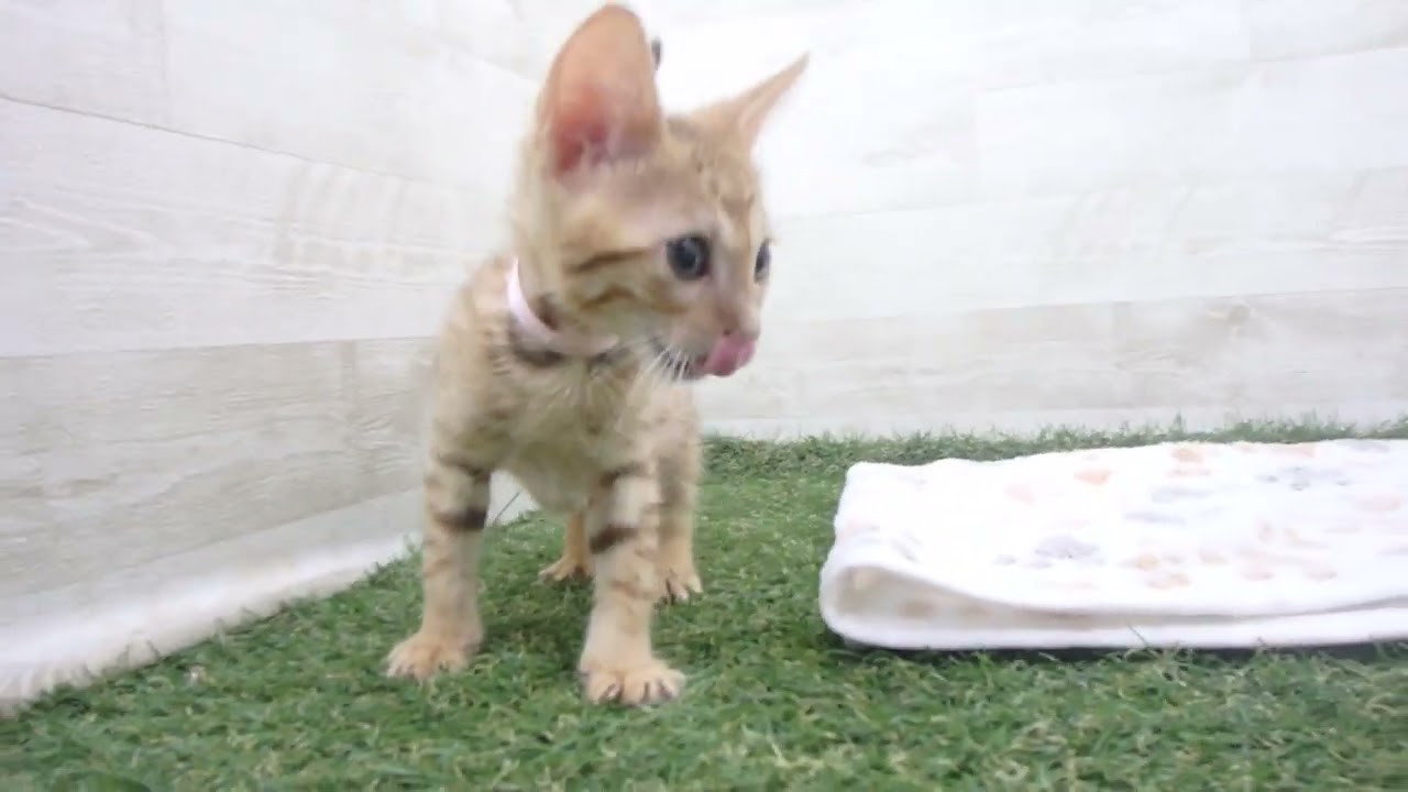 00607454 エジプシャンマウ