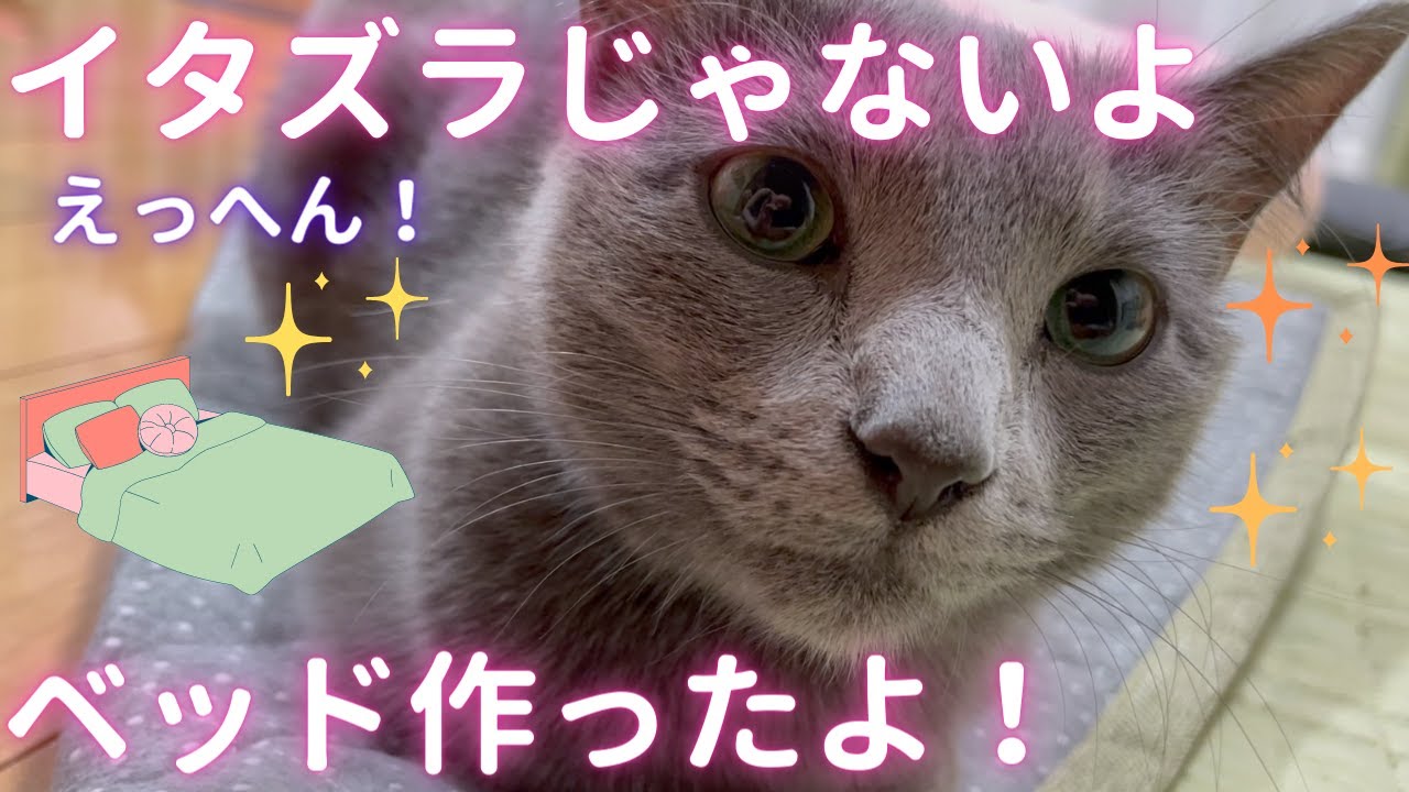 大仕事をやり遂げた猫（ロシアンブルー）