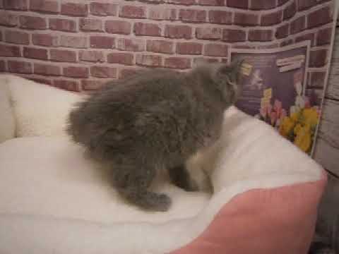 607859 ブリティッシュショートヘアー