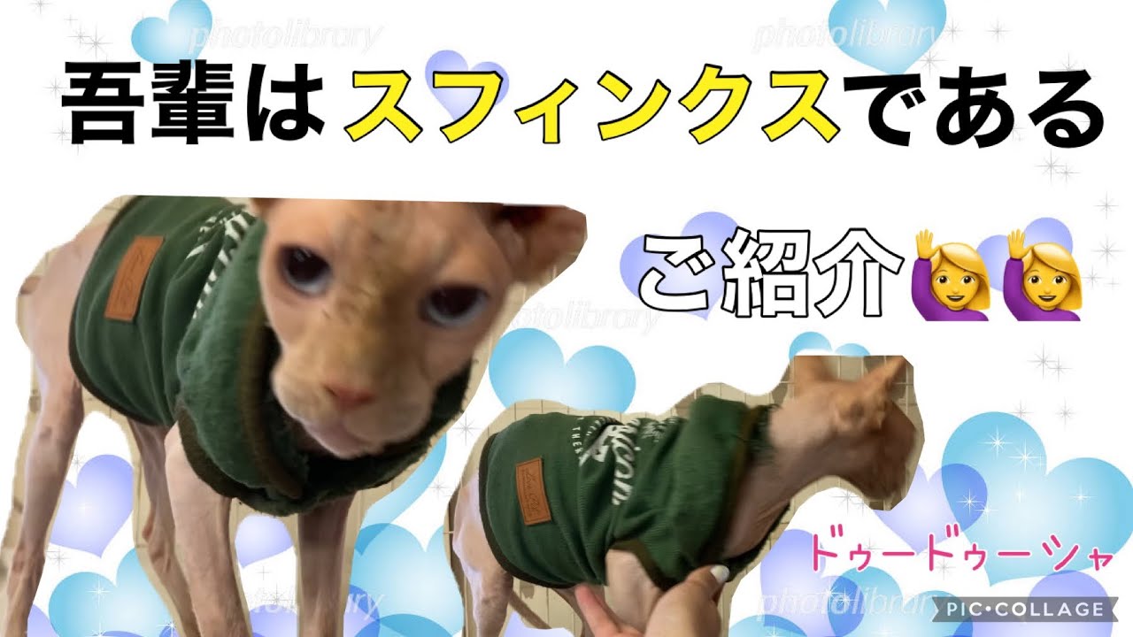 【保護猫】なんだ！君は！スフィンクス！？珍しい種類で珍しい名前！ドゥードゥーシャ🐱ご紹介！！！