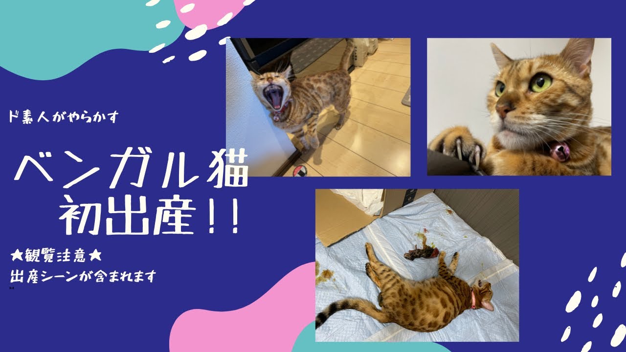 ★観覧注意★ベンガル猫★初出産★超難産★