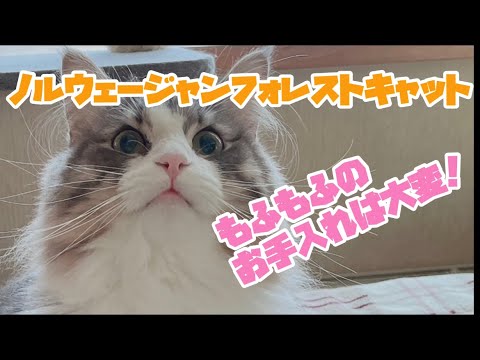 ノルウェージャンフォレストキャットのブラッシングについて！