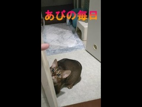 ネコ動画あび＃249　あびの毎日　アビシニアン　あび