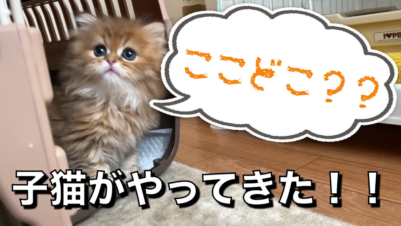 【初投稿】子猫との生活がスタートしました！！【チンチラゴールデン】