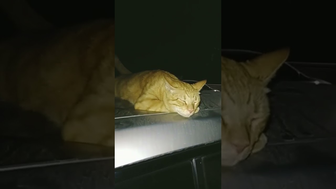 Brown cat #shorts #animals #wildlife #cat #catlovers #catvideos #cats #catloversclub #brown #yellow