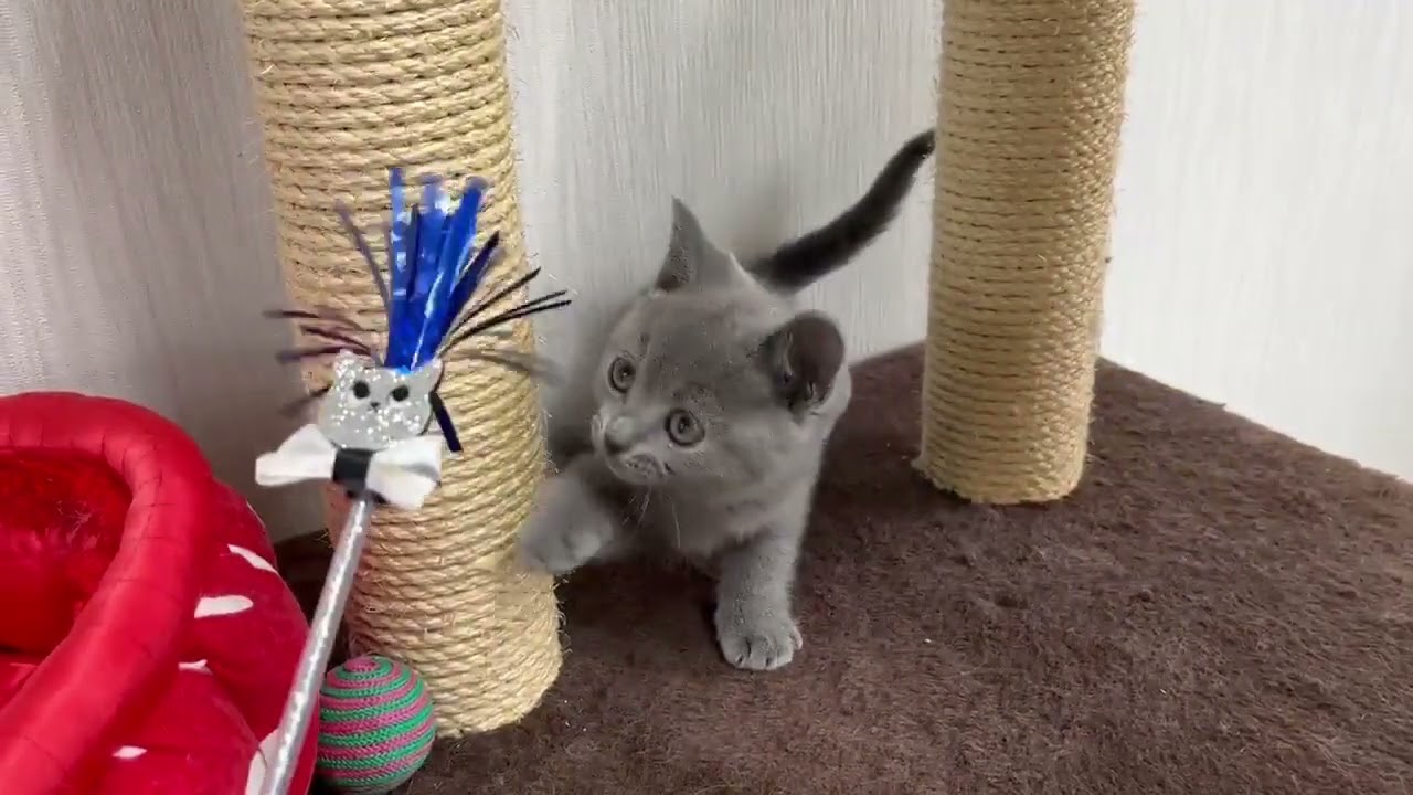 シャルトリュー ゴロゴロさん♪