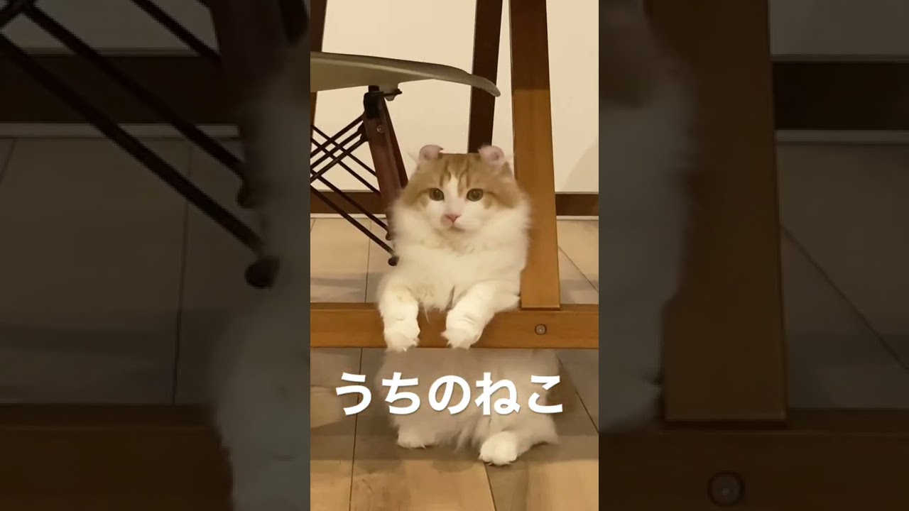 アメリカンカール/猫/癒し/かわいい❤️