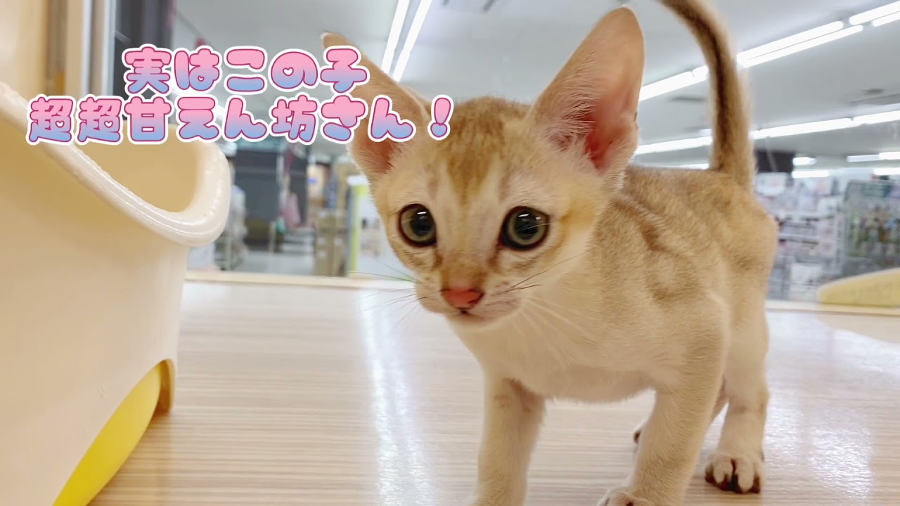 【シンガプーラ】世界最小希少な猫ちゃん！甘えん坊炸裂！