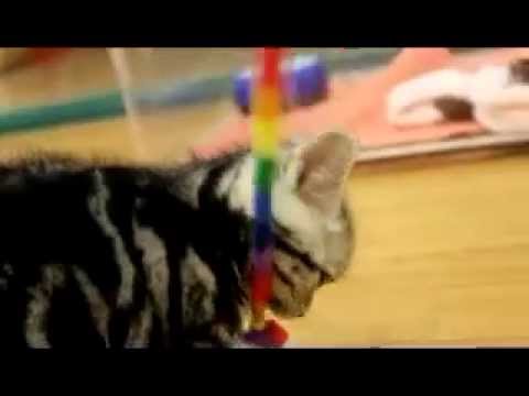 51581　アメリカン・ショートヘア