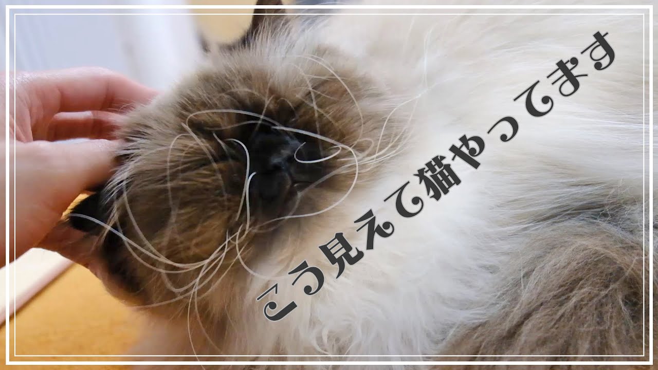 【初投稿】たぬき！？いやヒマラヤン猫です！！
