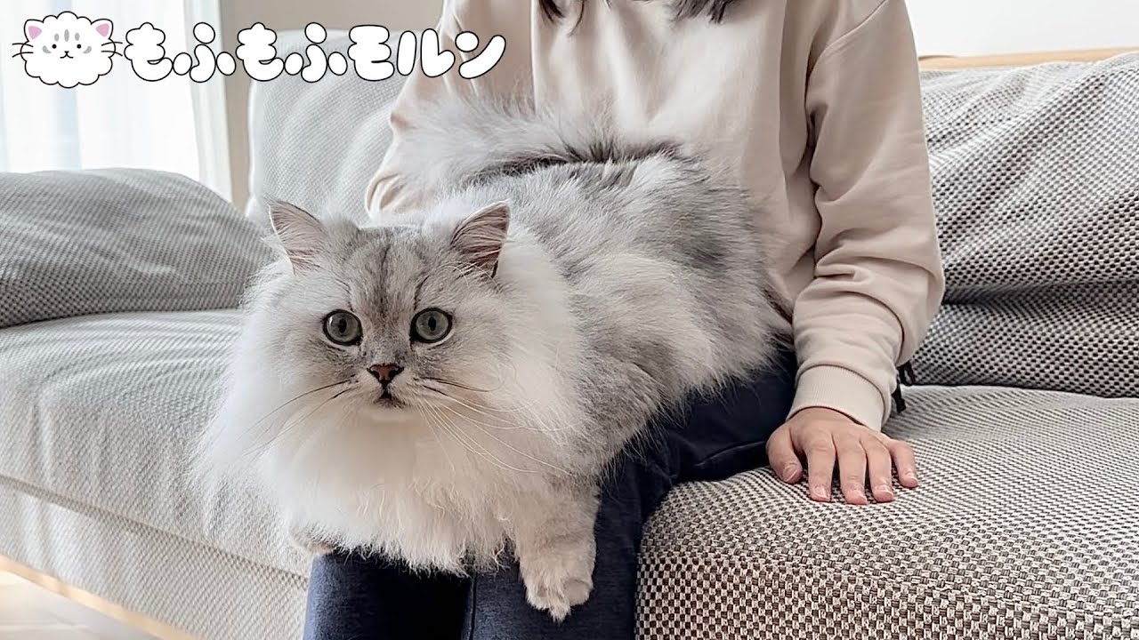 膝猫チャレンジでついにこの時がきました 【サイベリアン】