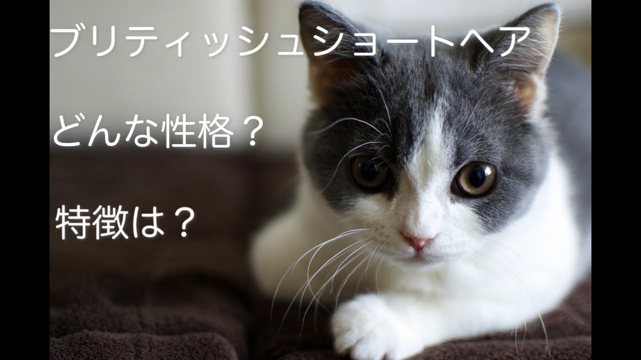 【猫多頭飼い】ブリティッシュショートヘアの特徴と性格は？