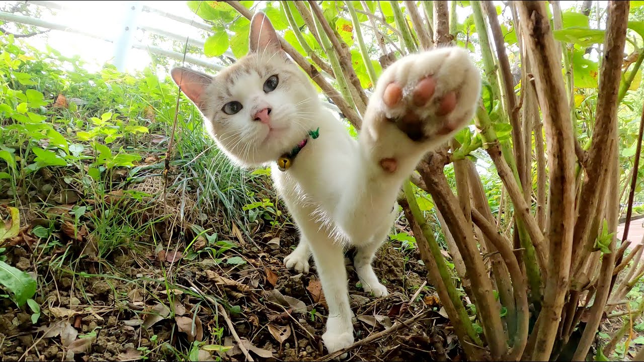 オシャレな首輪をつけたシャム猫が猫パンチで攻撃してきた