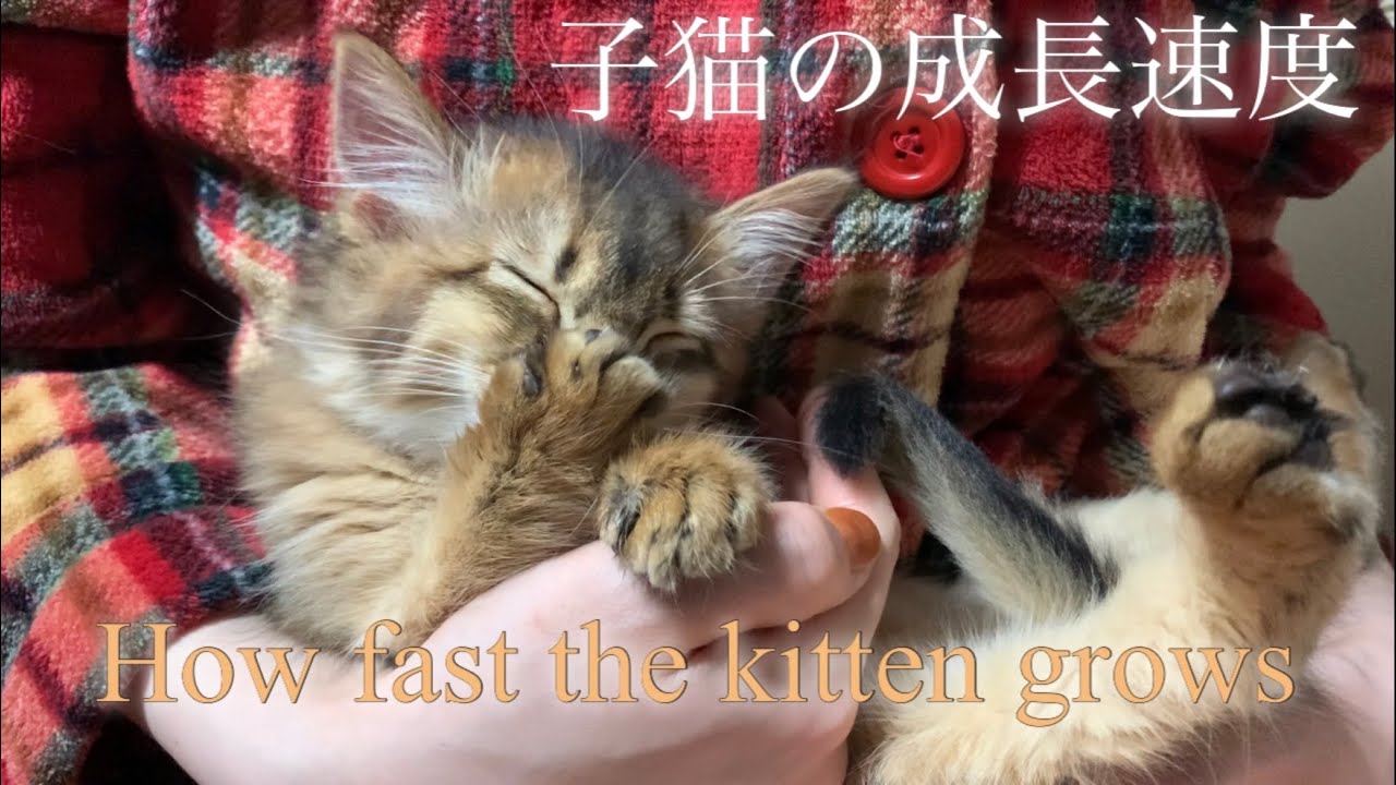 【子猫の成長がよく分かる】ソマリの生後1ヶ月半から生後４ヶ月まで／人間だと６歳まで