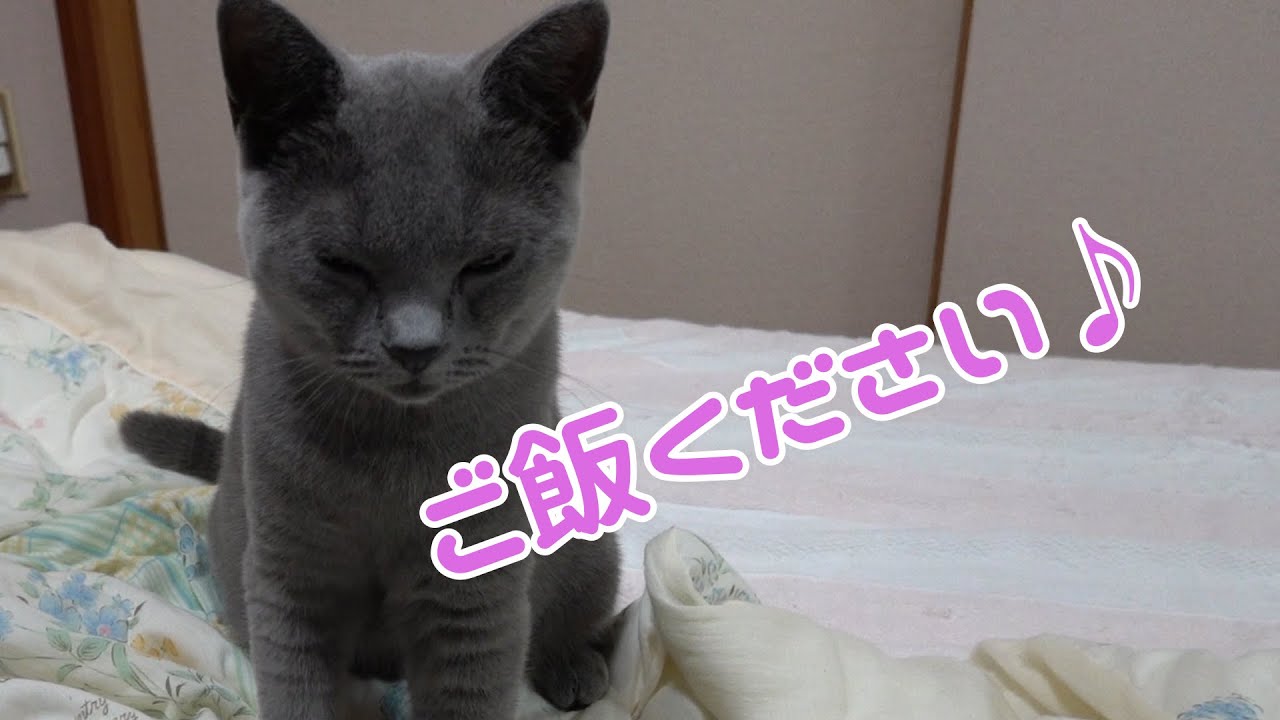 ふみふみするシャルトリューが可愛すぎる【ロングバージョン】