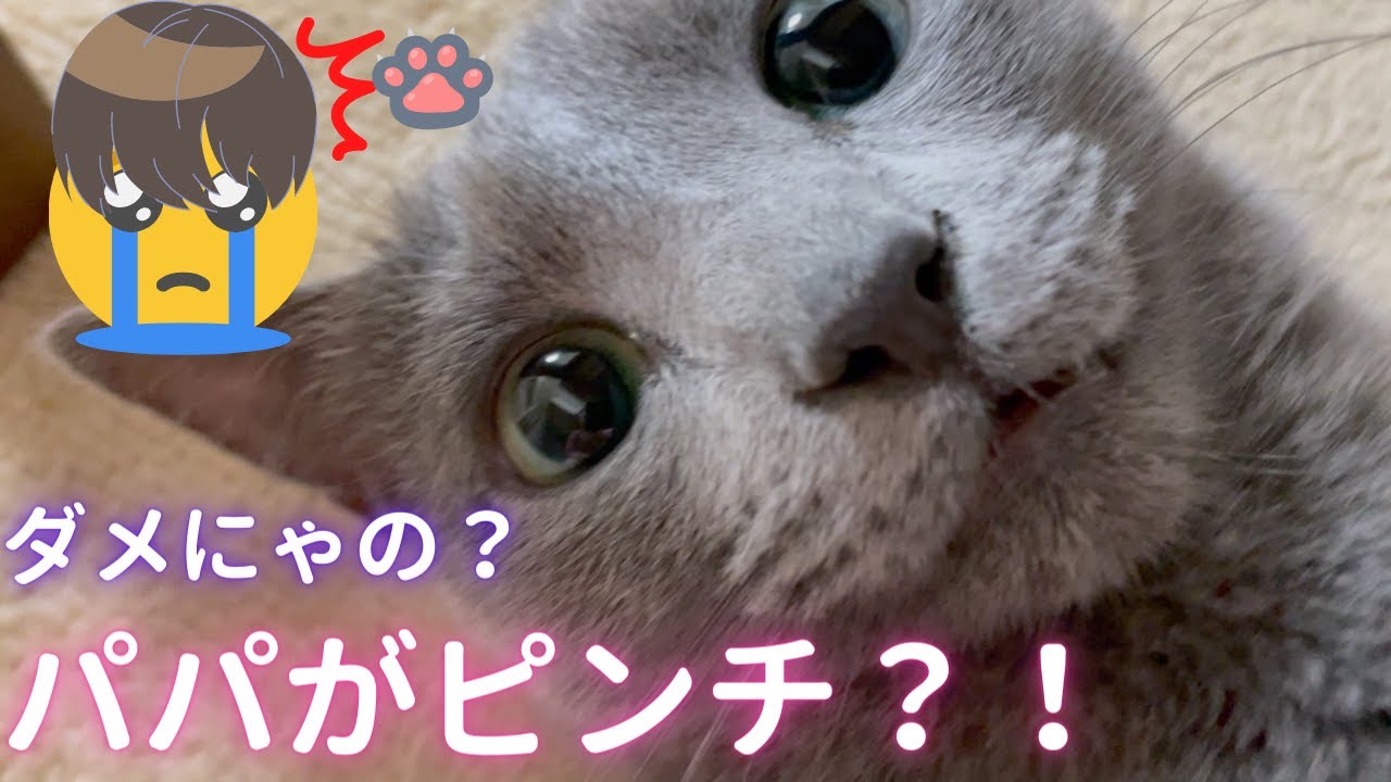 パパの●●●が大ピンチです（ロシアンブルー）