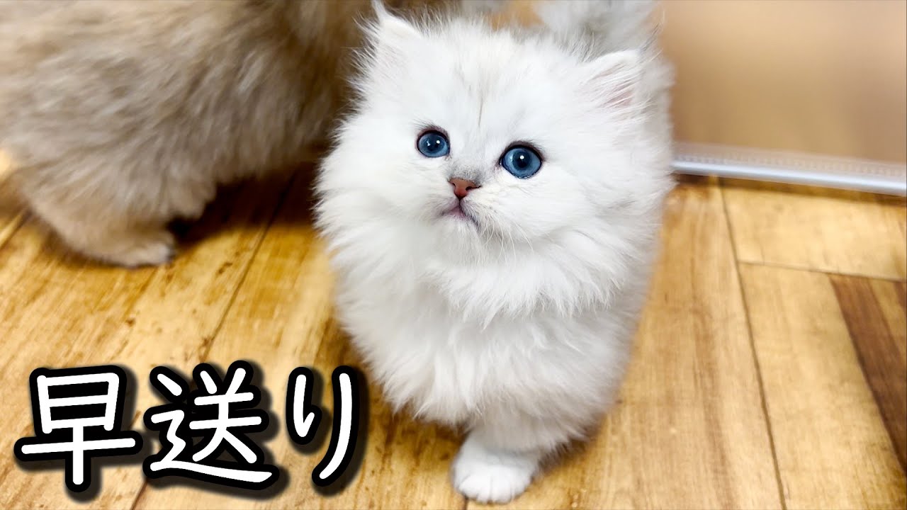 ♥子猫♥遊ぶ姿が早送りみたいになっている件 ∼猫のいる生活Vol.556∼ 出産動画 マンチカン短足・ミヌエット・ペルシャ猫専門ブリーダー『ペット蔵人』【子猫の成長記録】